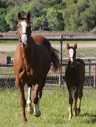 two horses running through grass field