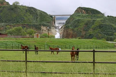 horses in green pasture