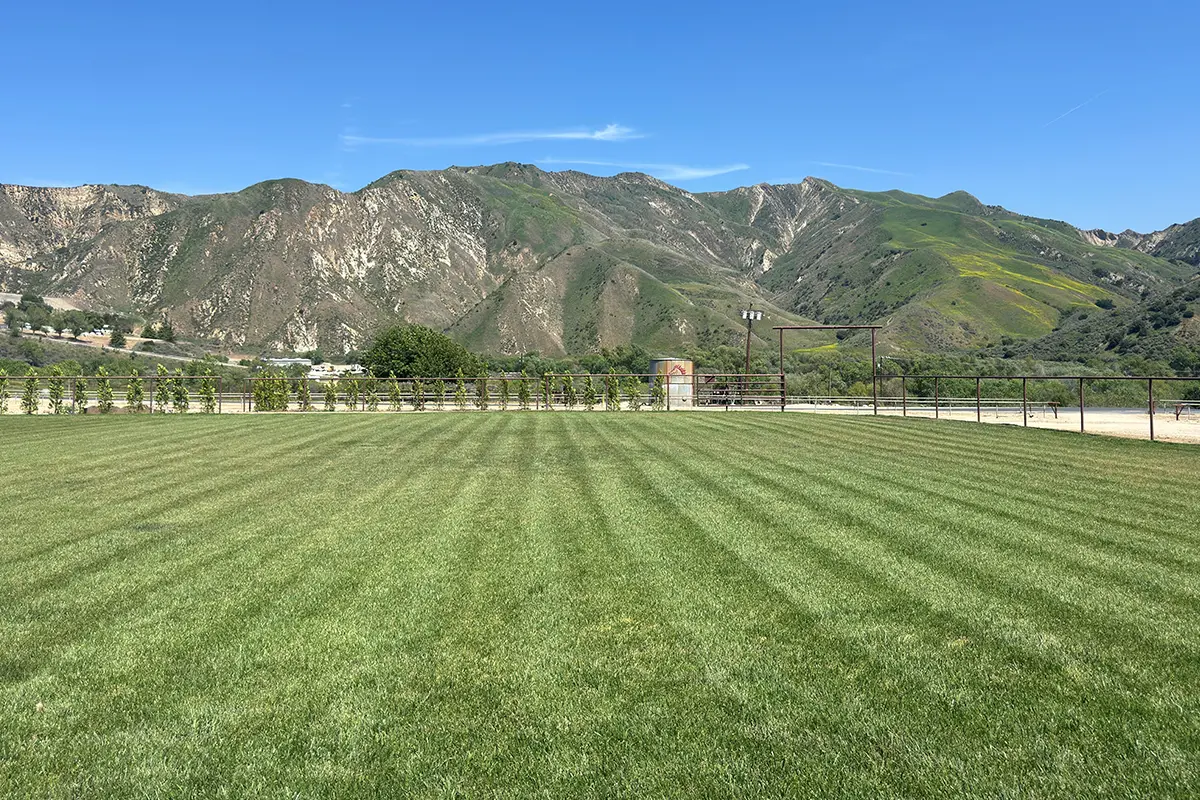 green grass paddock with rolling green hills in background